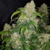 Buy Zkittlez Auto Feminized Seeds by FastBuds in America - Image 4