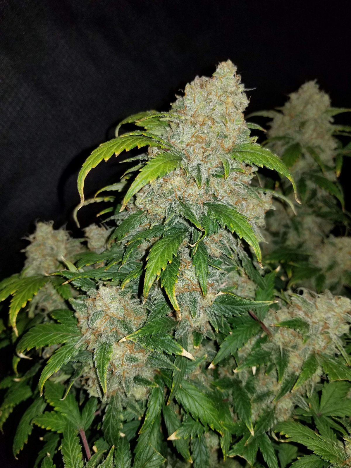 Buy Zkittlez Auto Feminized Seeds by FastBuds in America - Image 4