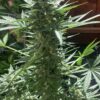 Buy Original BubbleGum Auto Feminized Seeds by FastBuds in America - Image 4