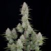 Buy Wedding Cheesecake Auto Feminized Seeds by FastBuds in America - Image 2