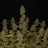 Buy Gelato Auto Feminized Seeds by FastBuds in America - Image 2