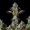 Buy Original Big Bud Auto Feminized Seeds by FastBuds in America - Image 2