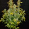 Buy Blue Dream Auto Feminized Seeds by FastBuds in America - Image 2