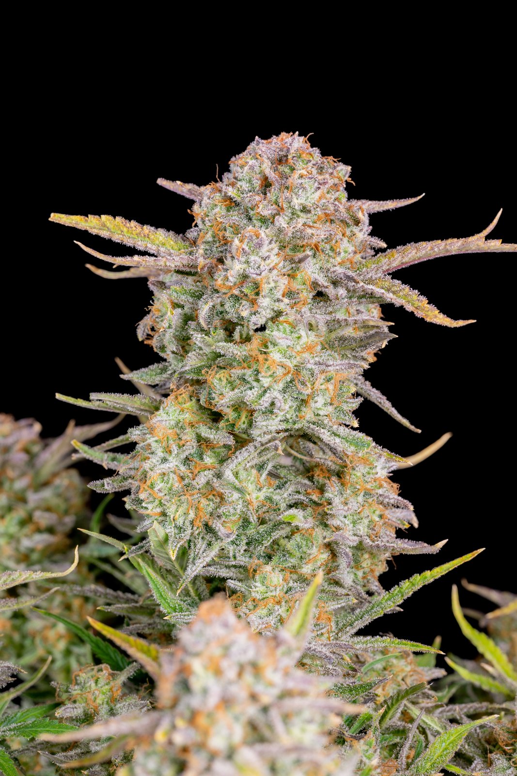 Buy Bruce Banner Auto Feminized Seeds by FastBuds in America - Image 3