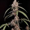 Buy Original AK Auto Feminized Seeds by FastBuds in America - Image 2