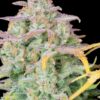 Buy Original Trainwreck Auto Feminized Seeds by FastBuds in America - Image 3