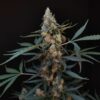 Buy Original Northern Lights Auto Feminized Seeds by FastBuds in America - Image 3