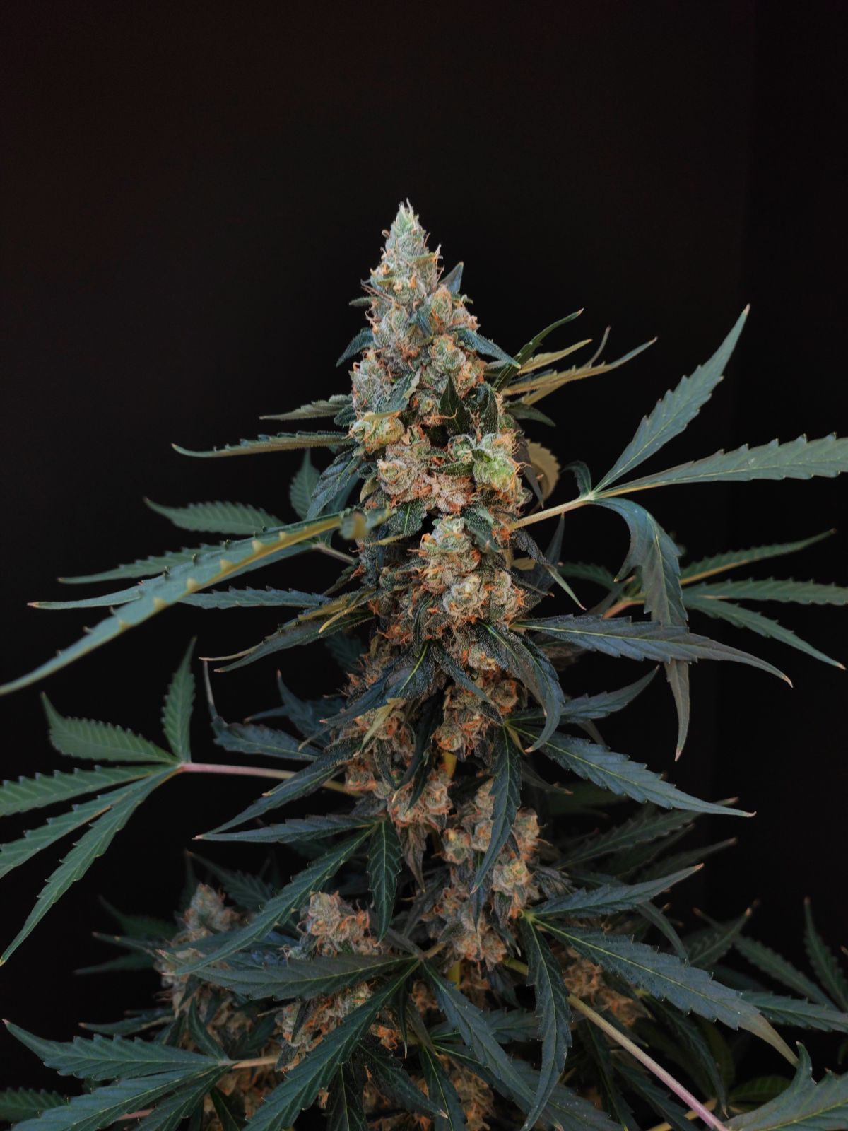 Buy Original Northern Lights Auto Feminized Seeds by FastBuds in America - Image 3