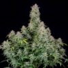 Buy Forbidden Runtz Auto Feminized Seeds by FastBuds in America - Image 2
