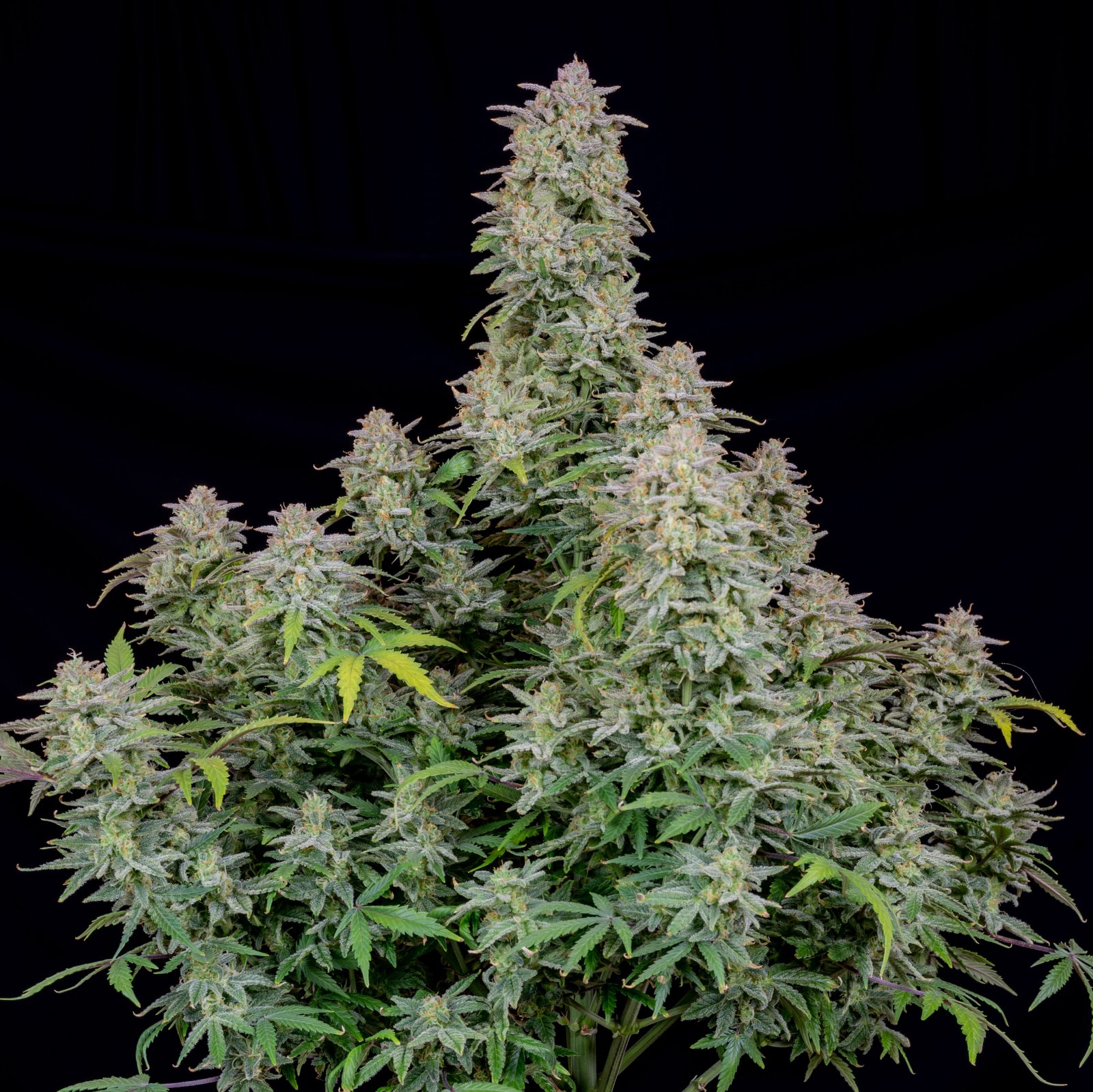 Buy Forbidden Runtz Auto Feminized Seeds by FastBuds in America - Image 2