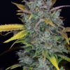 Buy Gelato Auto Feminized Seeds by FastBuds in America - Image 4