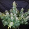 Buy Six Shooter Auto Feminized Seeds by FastBuds in America - Image 2