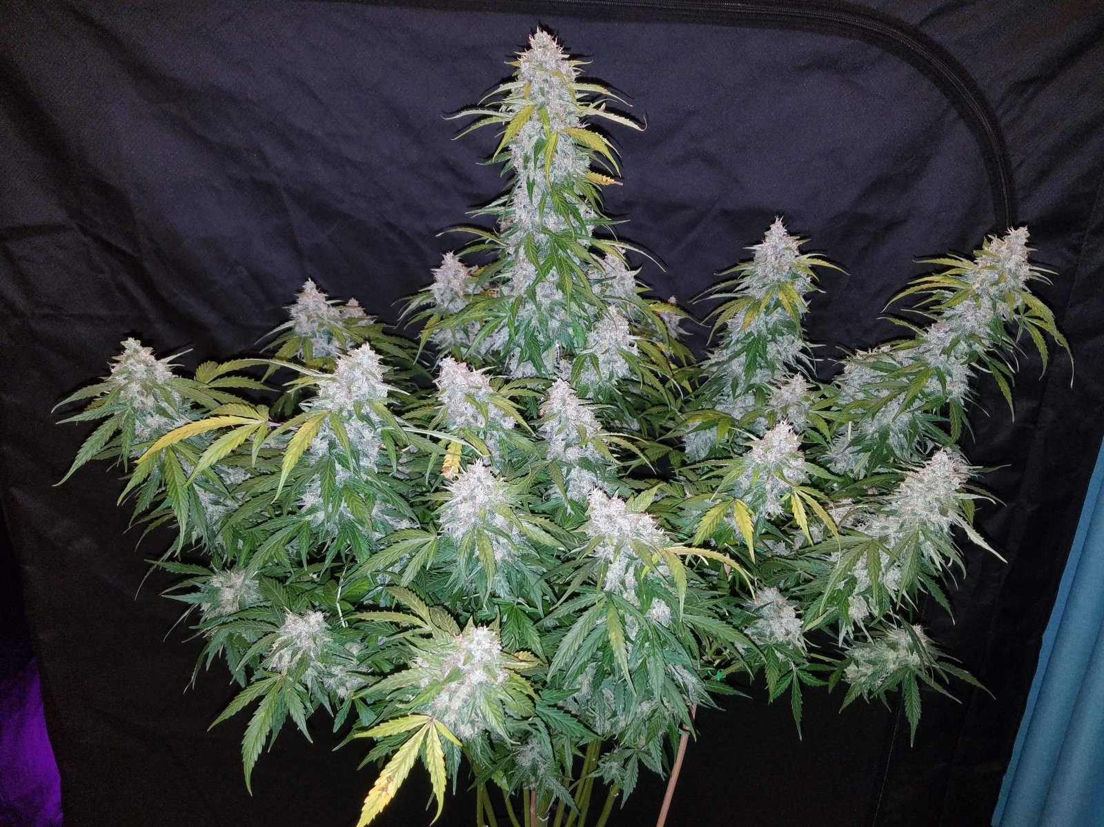 Buy Six Shooter Auto Feminized Seeds by FastBuds in America - Image 2