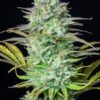Buy Kosher Cake Auto Feminized Seeds by FastBuds in America - Image 3