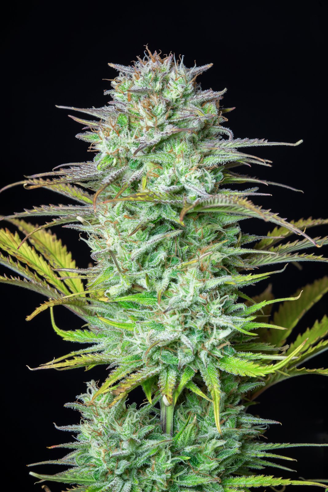 Buy Kosher Cake Auto Feminized Seeds by FastBuds in America - Image 3