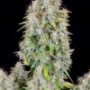 Buy Original Cinderella Auto Feminized Seeds by FastBuds in America - Image 4