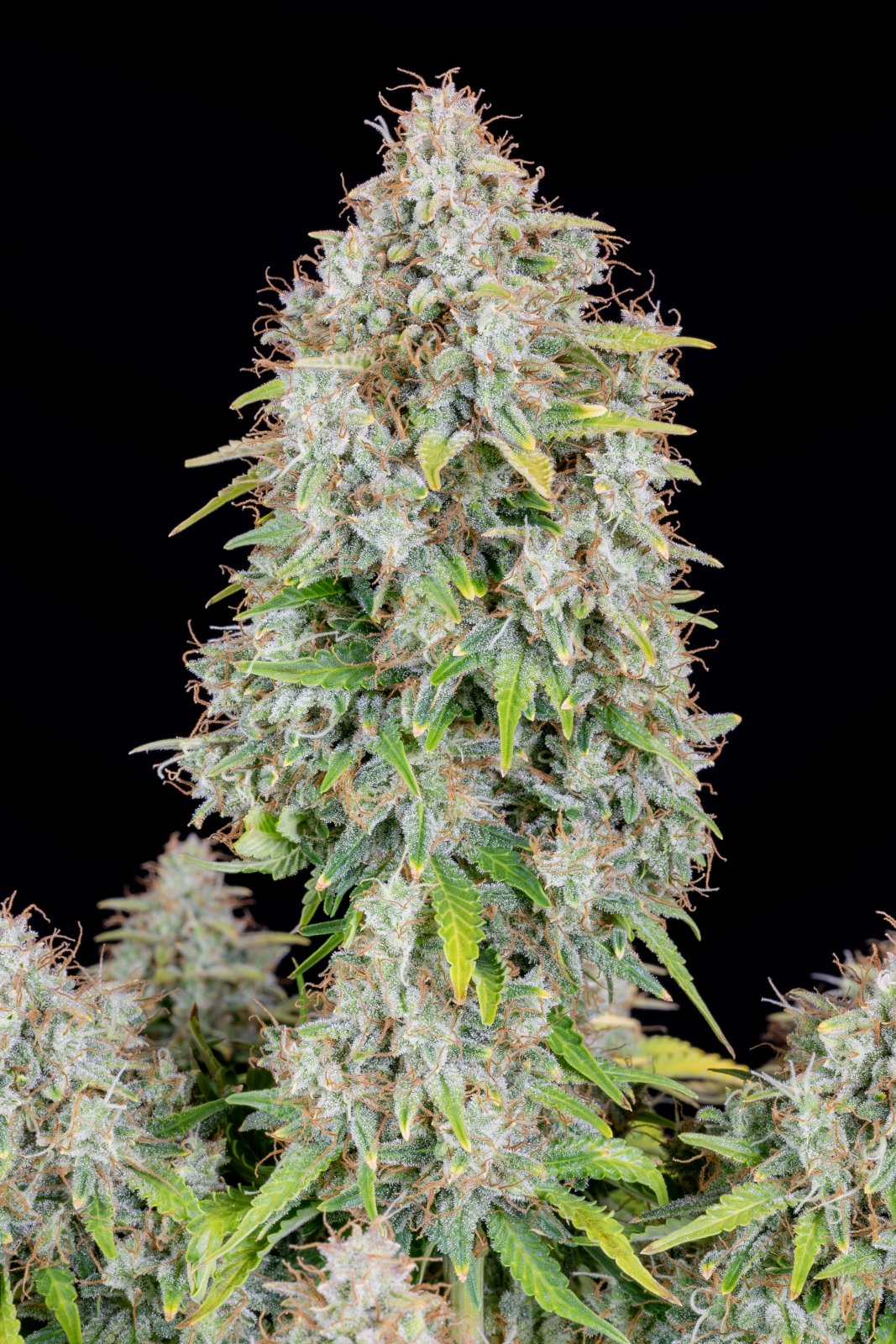 Buy Original Cinderella Auto Feminized Seeds by FastBuds in America - Image 4