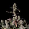 Buy Gorilla Zkittlez Auto Feminized Seeds by FastBuds in America - Image 2