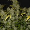 Buy Gelato Auto Feminized Seeds by FastBuds in America - Image 3
