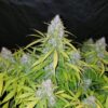 Buy Californian Snow Auto Feminized Seeds by FastBuds in America - Image 3