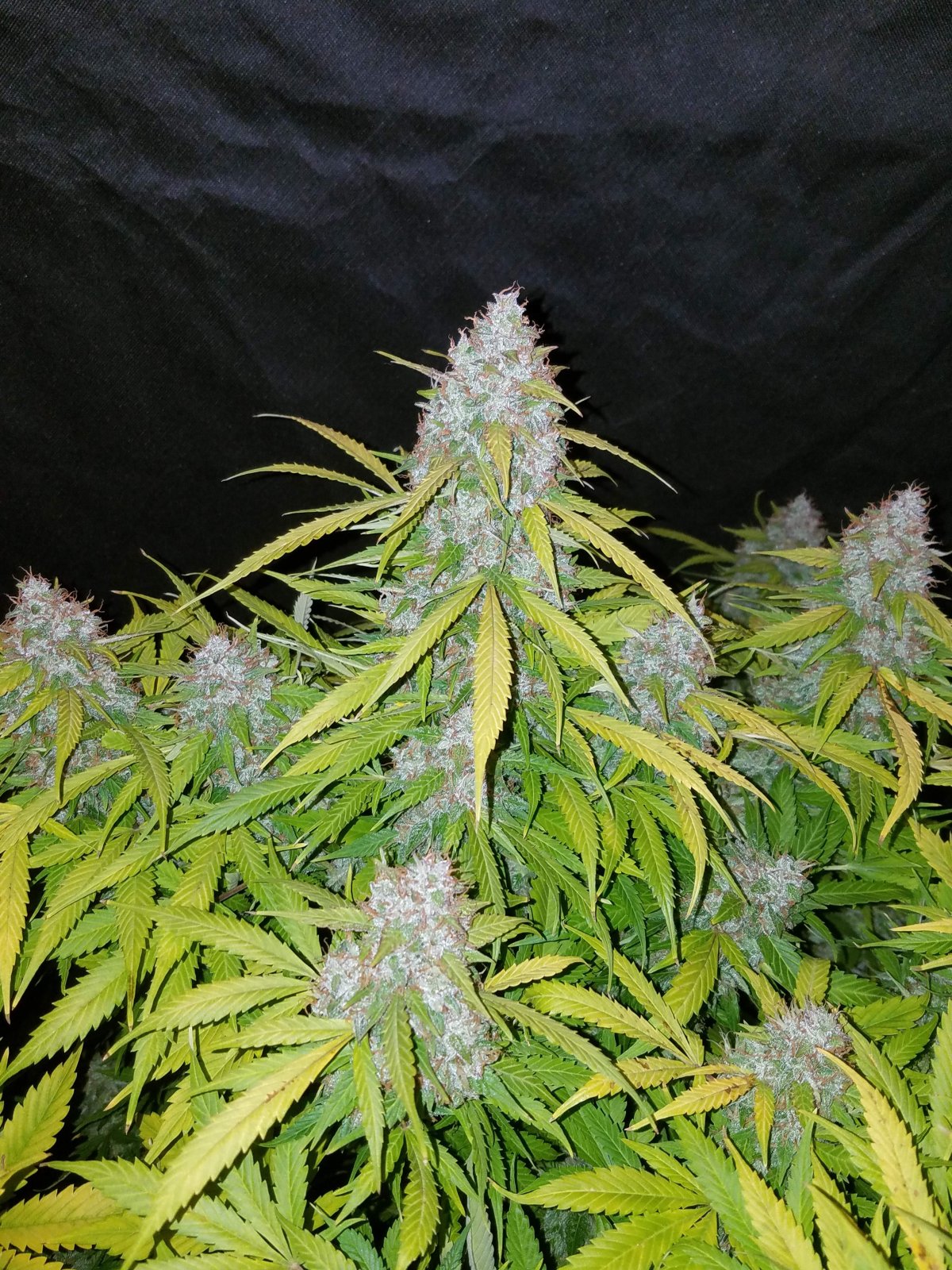 Buy Californian Snow Auto Feminized Seeds by FastBuds in America - Image 3