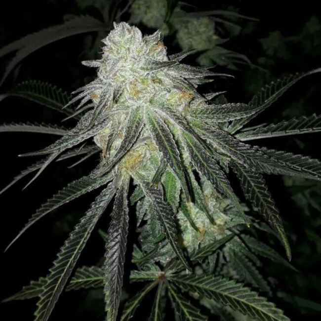 Lots Of Zkittlez Feminized Seeds