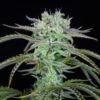 Buy Strawberry Banana Auto Feminized Seeds by FastBuds in America - Image 3