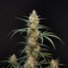 Buy Original Chemdawg Auto Feminized Seeds by FastBuds in America - Image 3