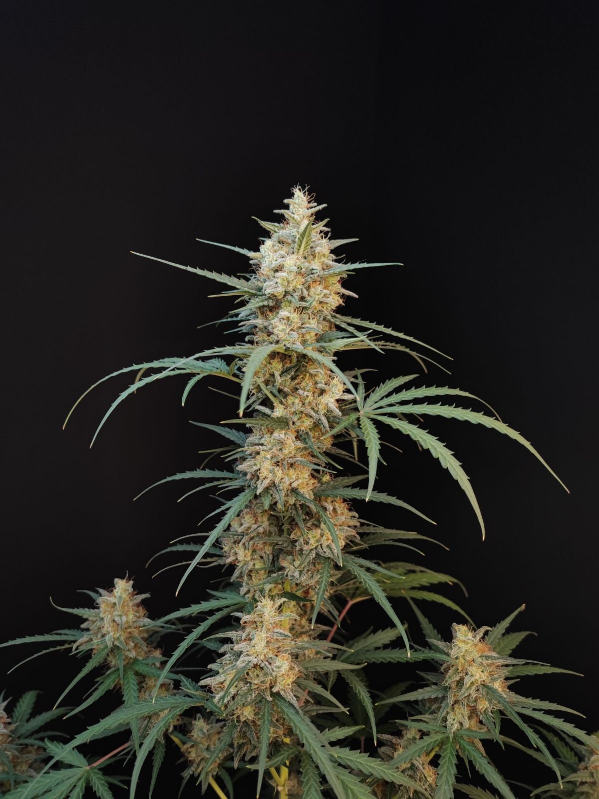 Buy Original Chemdawg Auto Feminized Seeds by FastBuds in America - Image 3
