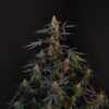 Buy Original Northern Lights Auto Feminized Seeds by FastBuds in America - Image 2