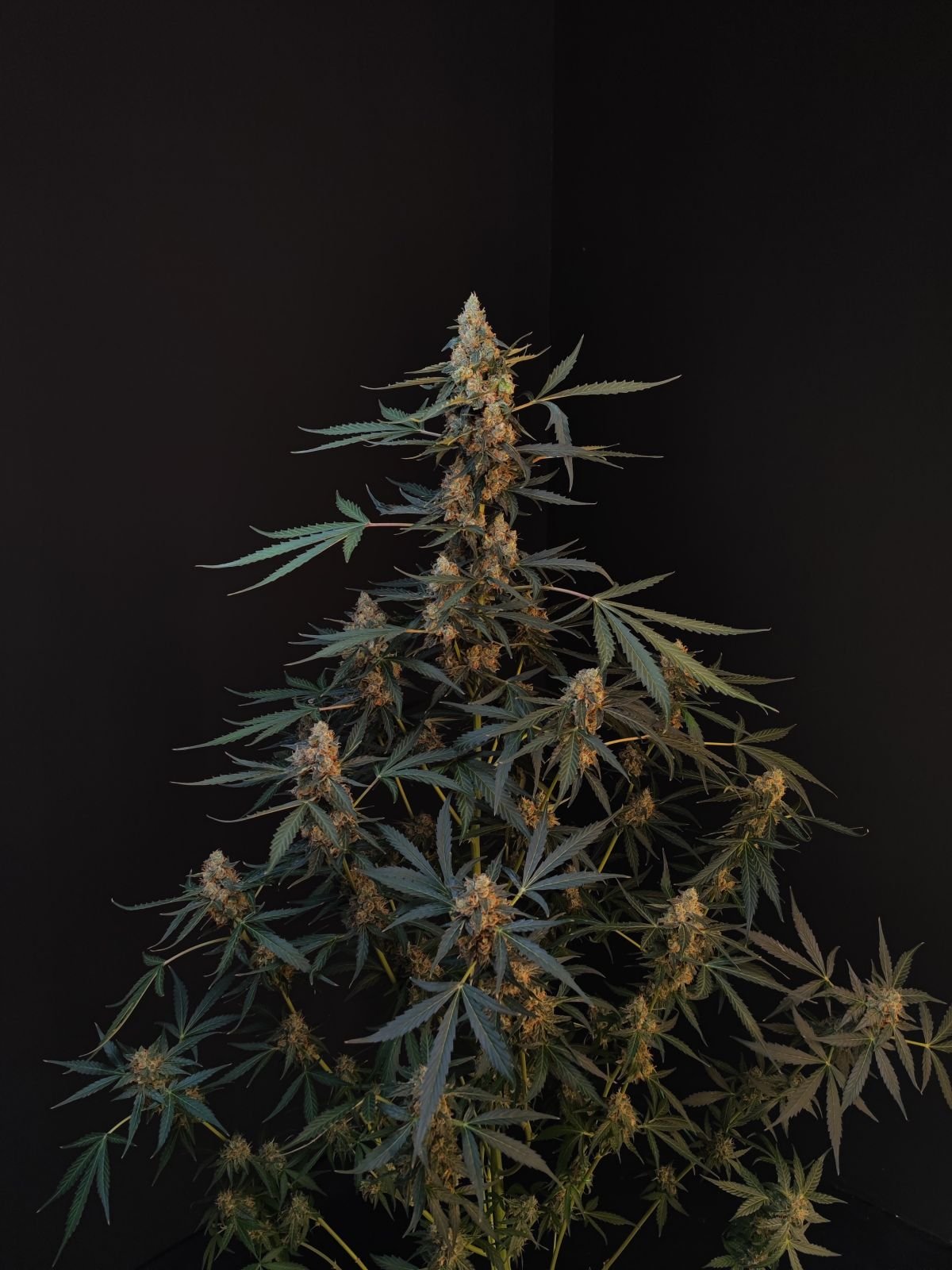 Buy Original Northern Lights Auto Feminized Seeds by FastBuds in America - Image 2