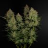 Buy Lemon AK Auto Feminized Seeds by FastBuds in America - Image 2