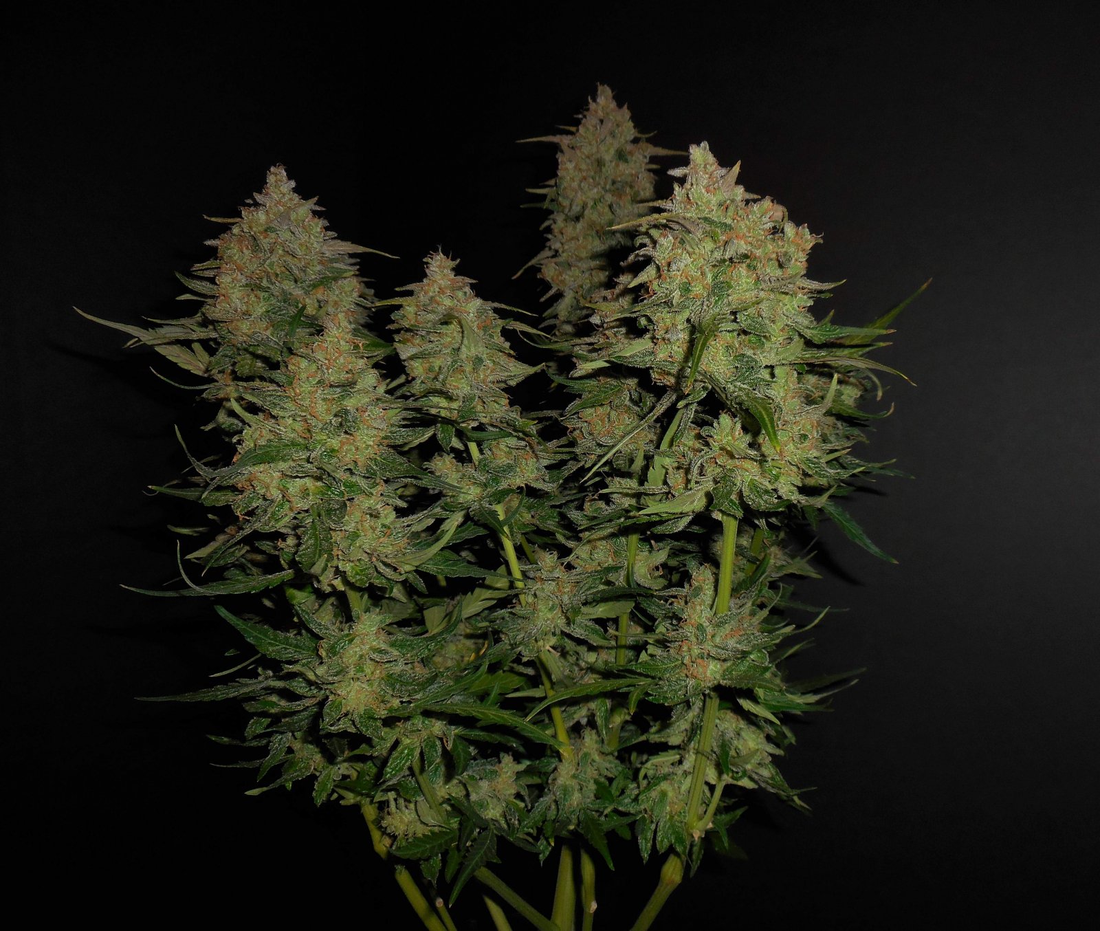 Buy Lemon AK Auto Feminized Seeds by FastBuds in America - Image 2