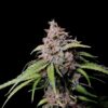 Buy Amnesia Zkittlez Auto Feminized Seeds by FastBuds in America - Image 4