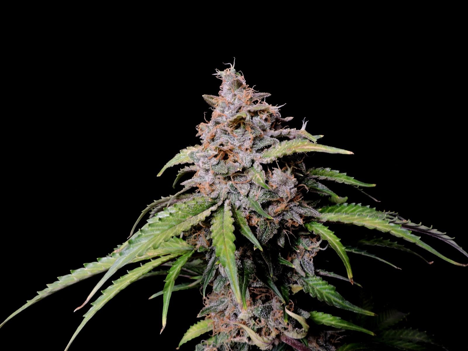 Buy Amnesia Zkittlez Auto Feminized Seeds by FastBuds in America - Image 4