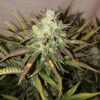 Buy Gorilla Glue Auto Feminized Seeds by FastBuds in America - Image 3
