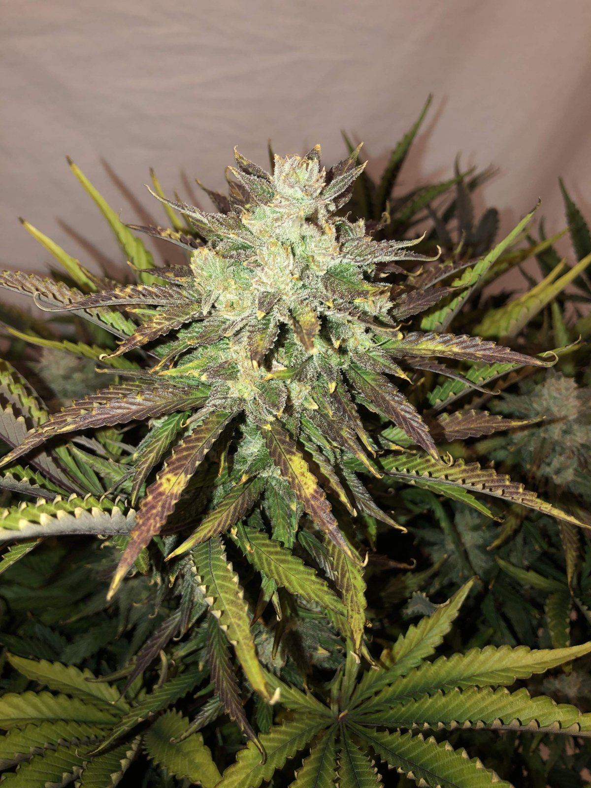 Buy Gorilla Glue Auto Feminized Seeds by FastBuds in America - Image 3