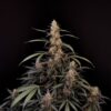 Buy Original Amnesia Haze Auto Feminized Seeds by FastBuds in America - Image 4