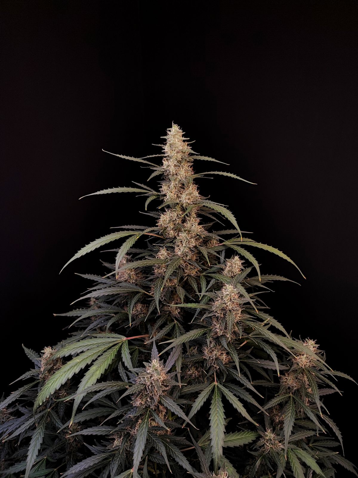 Buy Original Amnesia Haze Auto Feminized Seeds by FastBuds in America - Image 4
