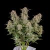 Buy Bruce Banner Auto Feminized Seeds by FastBuds in America - Image 2