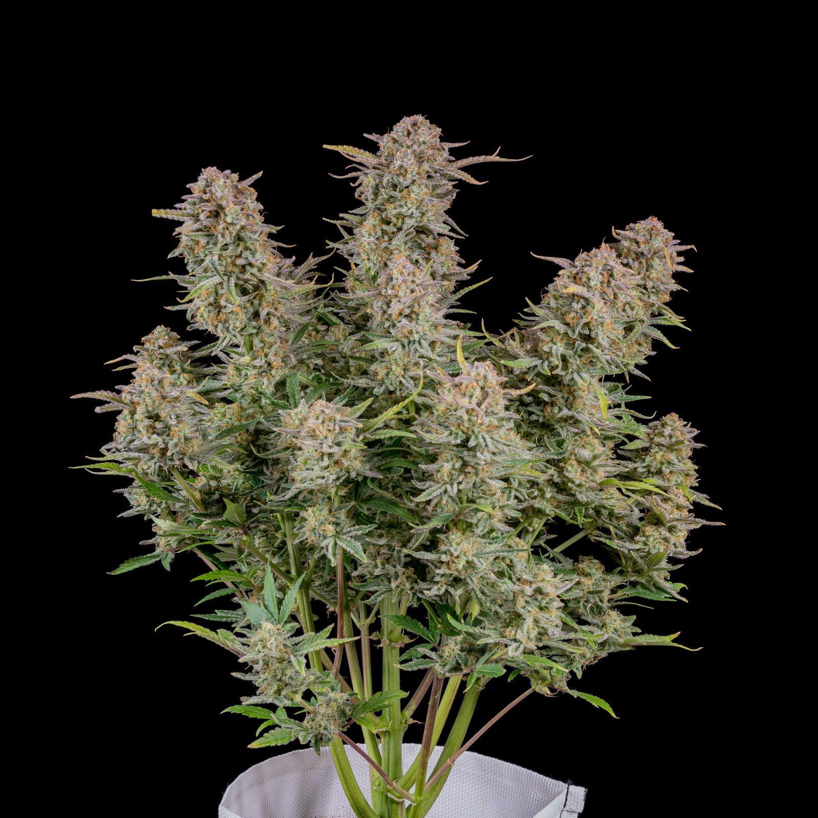 Buy Bruce Banner Auto Feminized Seeds by FastBuds in America - Image 2