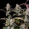 Buy Gorilla Zkittlez Auto Feminized Seeds by FastBuds in America - Image 3