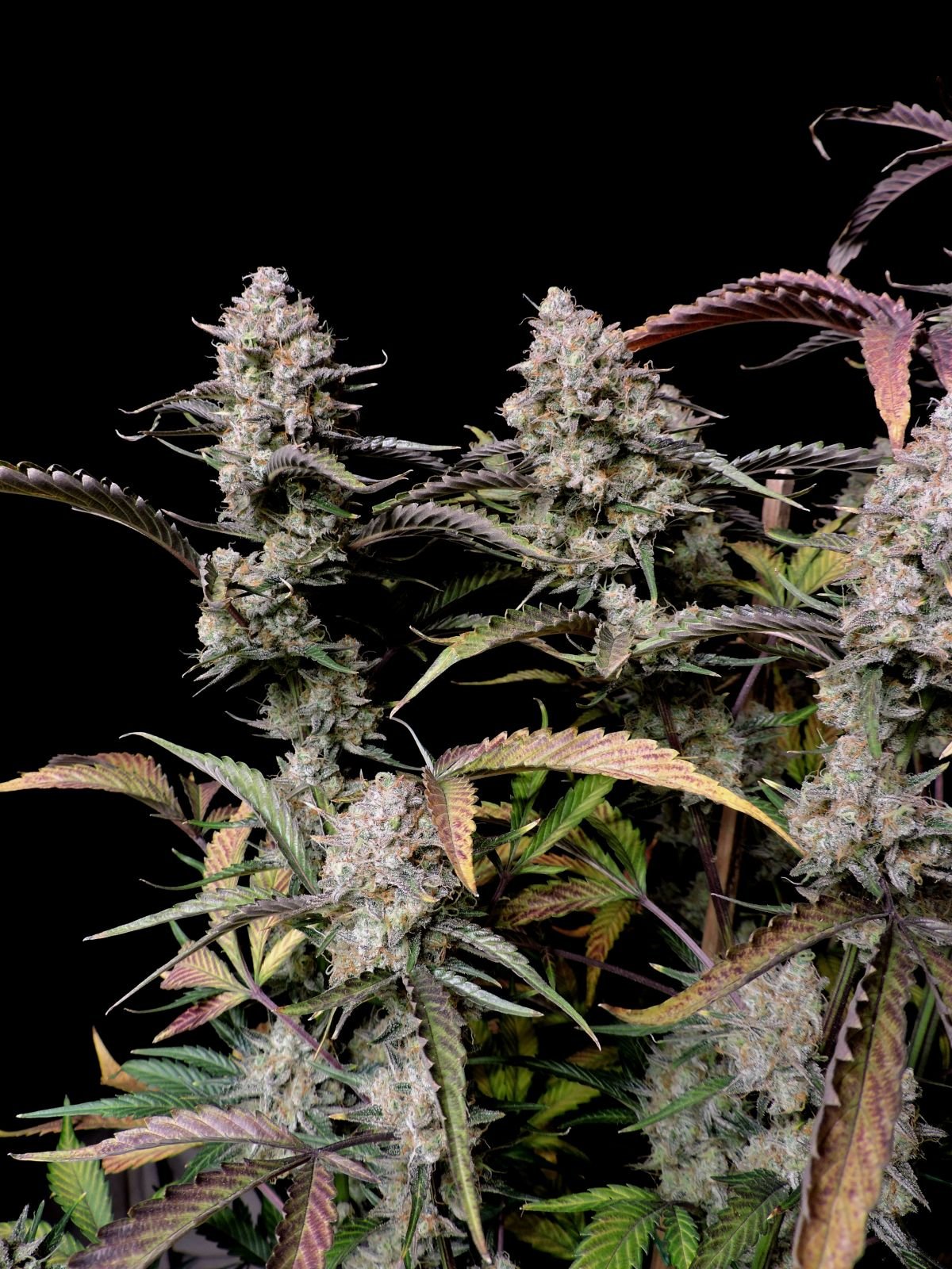 Buy Gorilla Zkittlez Auto Feminized Seeds by FastBuds in America - Image 3