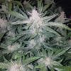 Buy Mexican Airlines Auto Feminized Seeds by FastBuds in America - Image 4
