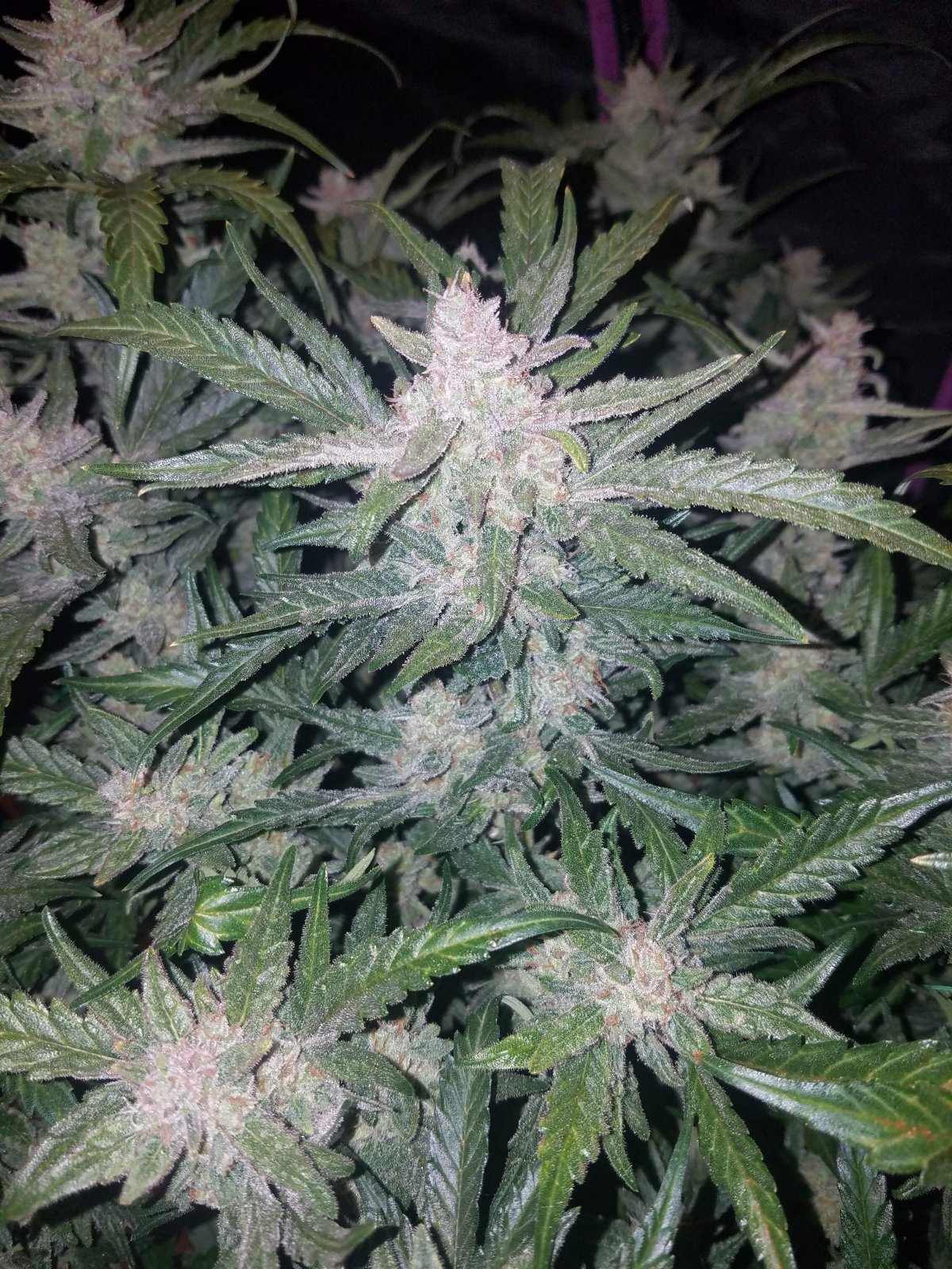 Buy Mexican Airlines Auto Feminized Seeds by FastBuds in America - Image 4