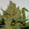 Buy Green Crack Auto Feminized Seeds by FastBuds in America - Image 4