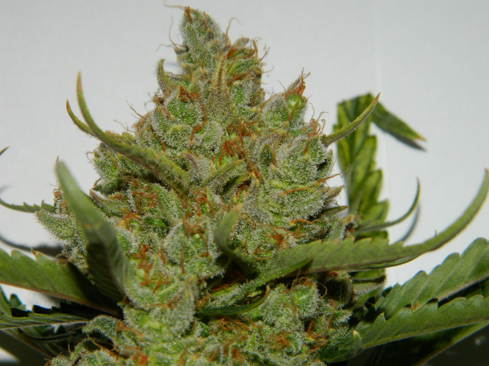 Buy Green Crack Auto Feminized Seeds by FastBuds in America - Image 4