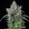 Buy Original Big Bud Auto Feminized Seeds by FastBuds in America - Image 4