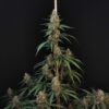 Buy Original Cheese Auto Feminized Seeds by FastBuds in America - Image 2