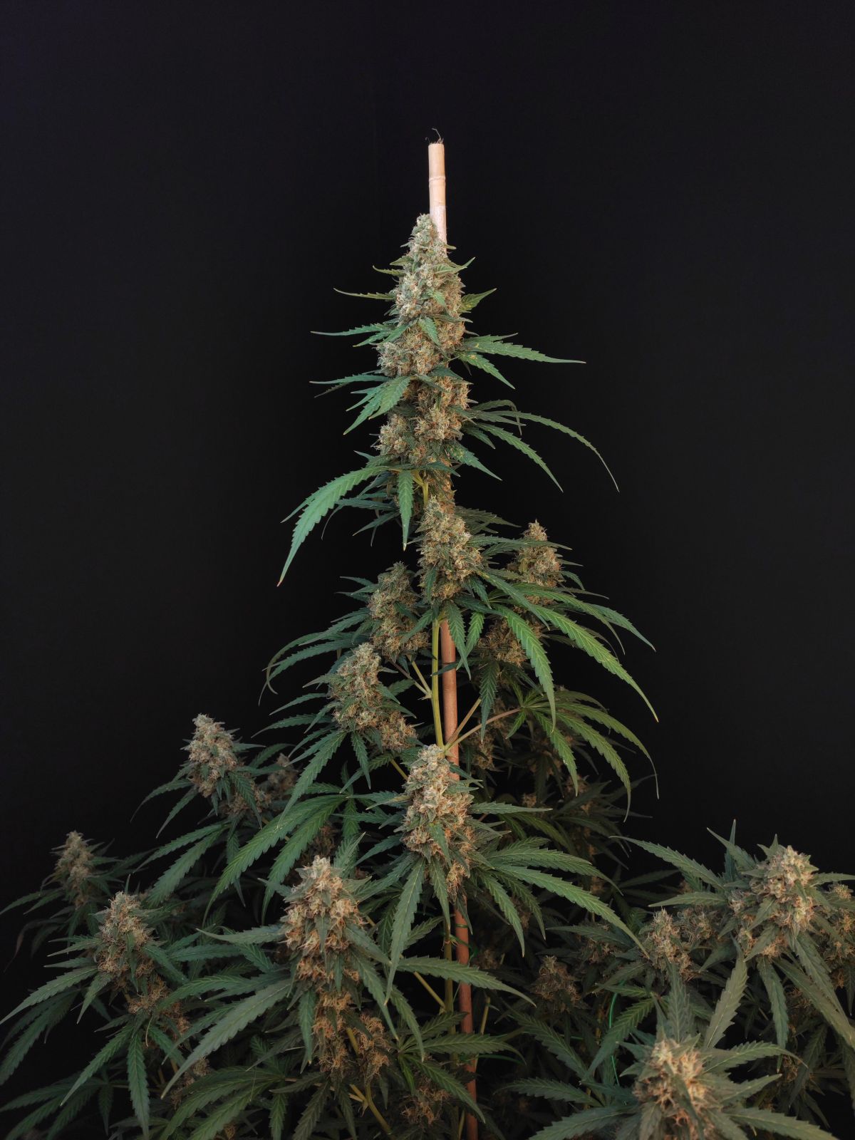 Buy Original Cheese Auto Feminized Seeds by FastBuds in America - Image 2